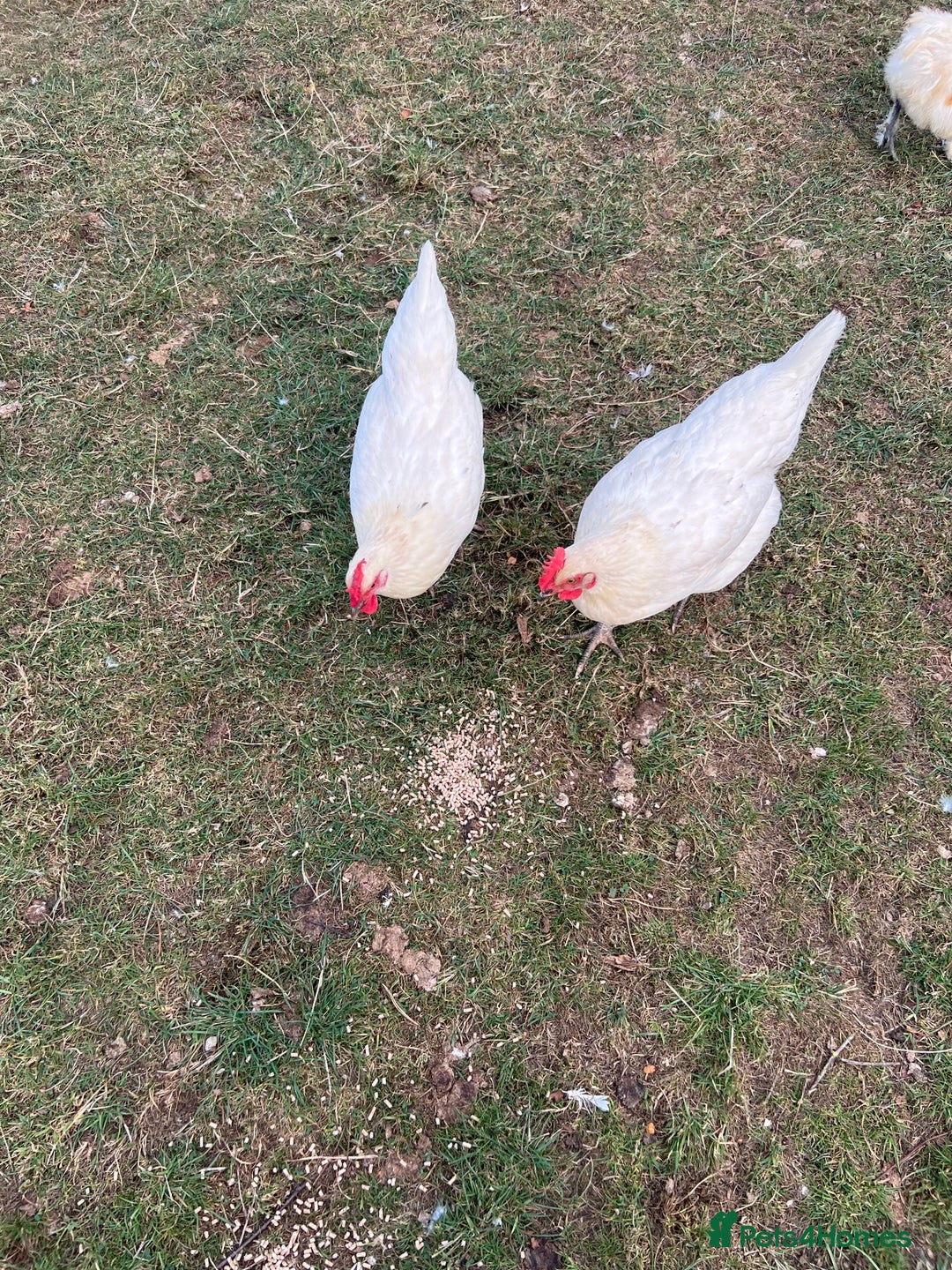 Chickens poultry for sale: Skyline chickens for sale  - Image 4