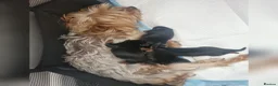 Yorkshire Terrier dogs for sale: F1 stunning purebred yorkshire terriers pup's ❤️💙 - Advert 12