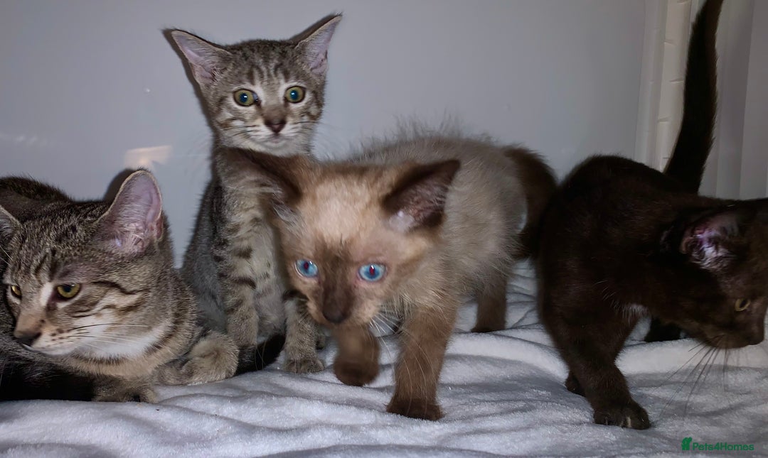 Mixed Breed cats for sale: Beautiful kittens Ready now Open to offers  in Chester - Image 27
