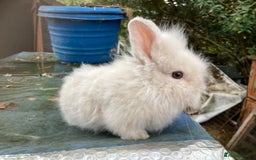 Lionhead rabbits for sale: 9 lionhead babies - Advert 5