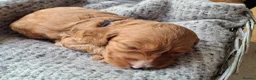 Cockapoo dogs for sale: F1b Cockapoo puppies - Advert 15