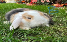 Mini Lop rabbits for sale: Mini Lop Rabbits  - Image 4