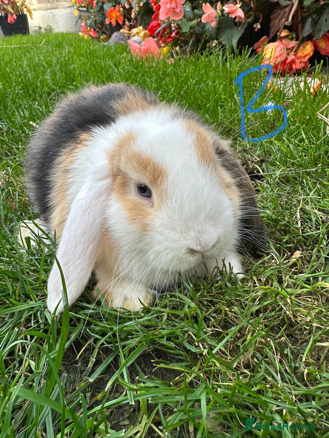 Mini Lop rabbits for sale: Mini Lop Rabbits  - Image 4