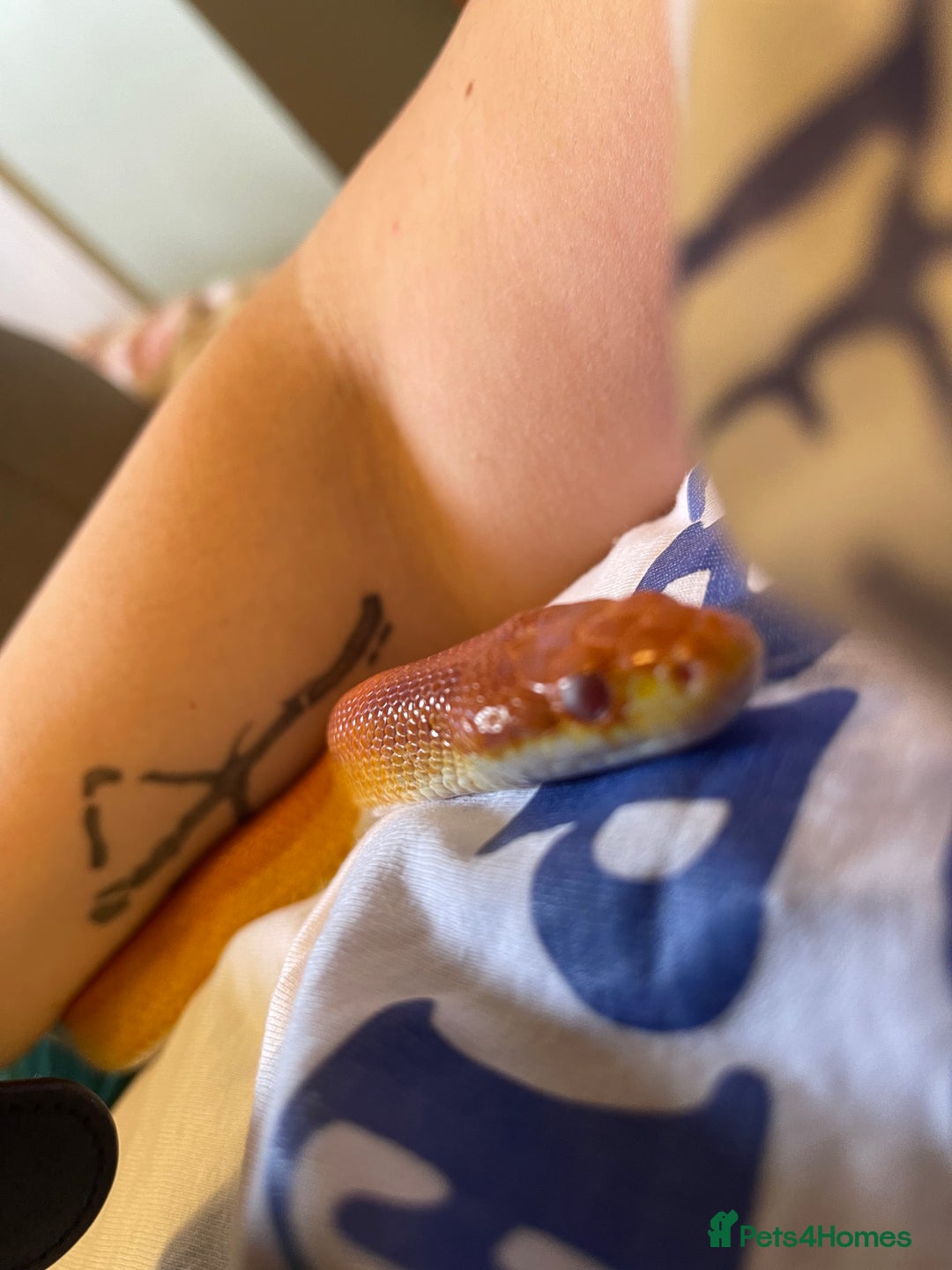 Corn Snake reptiles for sale: 10-15 year old girl looking for new home  - Image 4