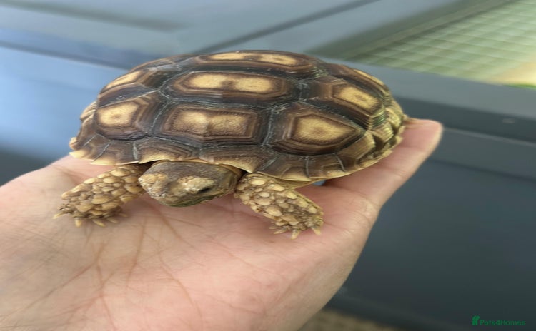 Tortoise reptiles - Advert 1