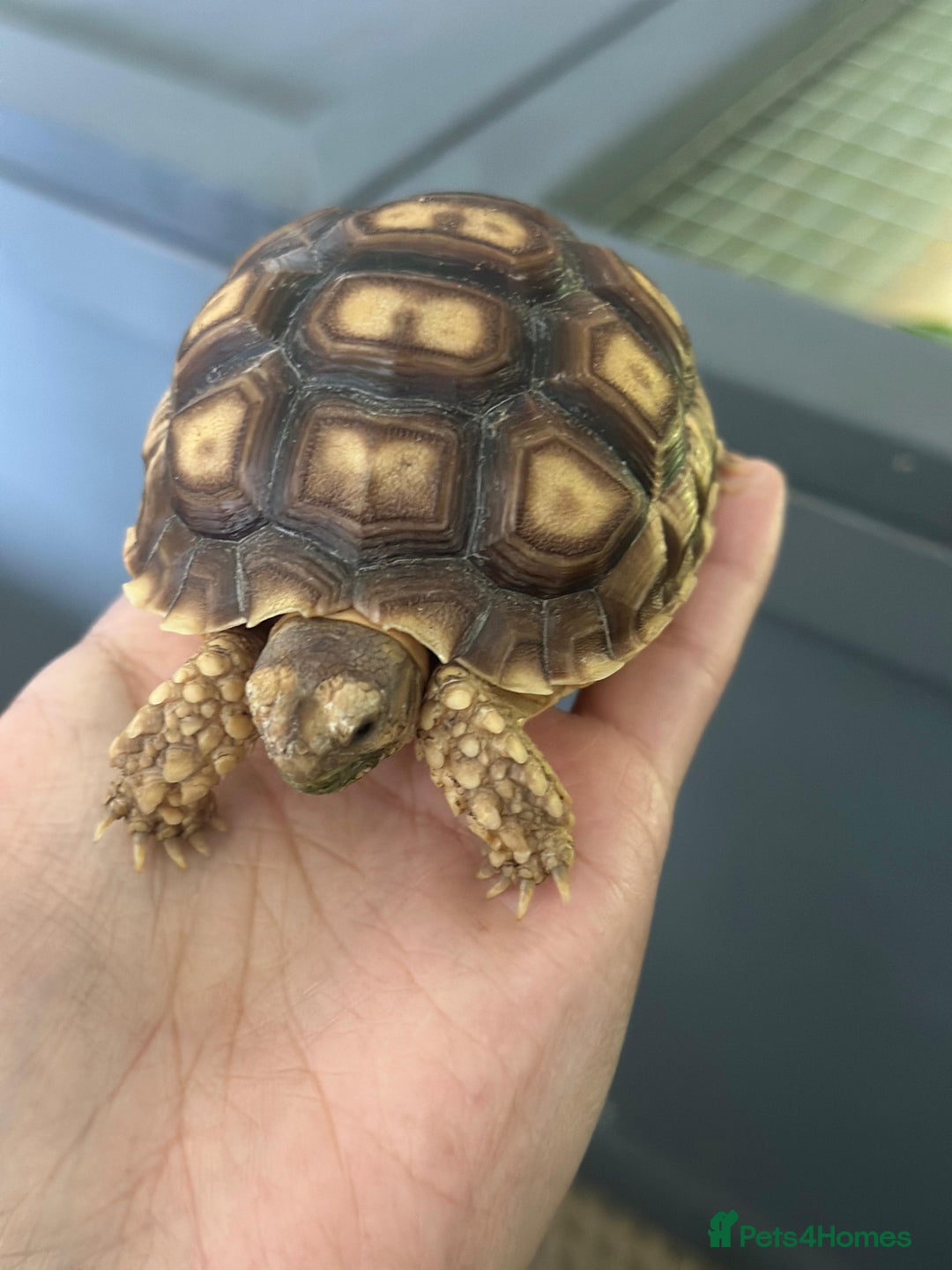 Tortoise reptiles for sale: Baby Sulcata. - Image 1