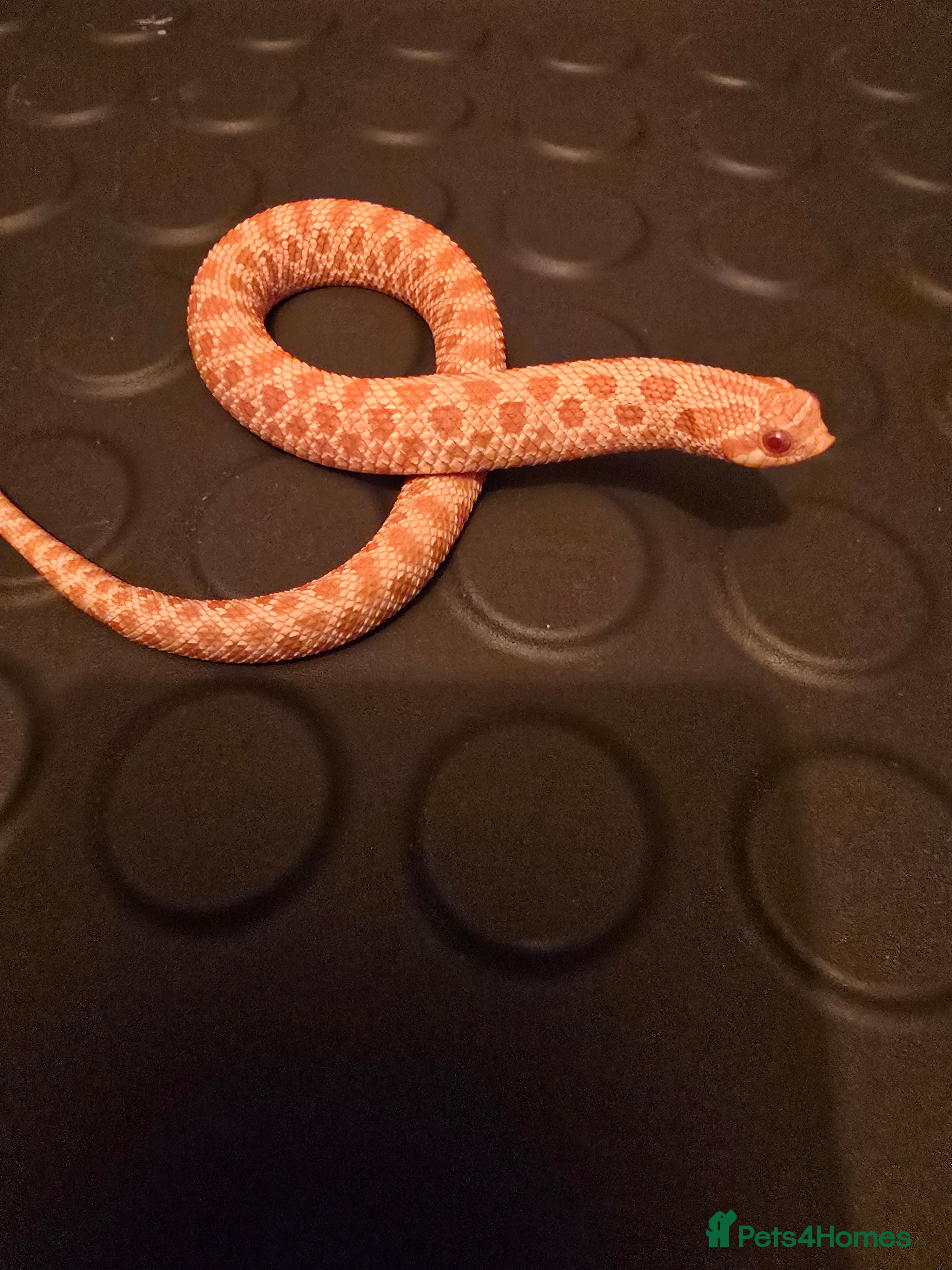 Snake reptiles Male albino hognose snake  - Advert 2