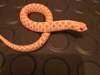 Snake reptiles Male albino hognose snake - Advert 4