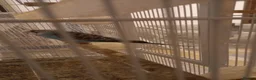 Budgerigars birds for sale: 4 Breeding pair of budgies and chicks in London - Advert 24