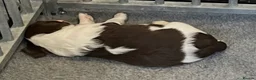 English Springer Spaniel dogs for sale: Exceptional KC Reg, ESS Pups, B/W & L/W in Oldham - Advert 8