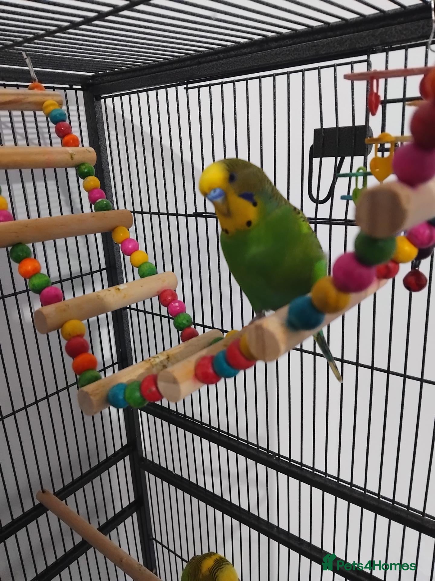 Budgerigars birds My beatiful budgies for sale to good home - Advert 1