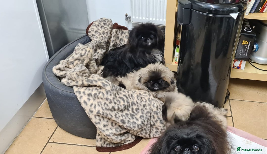 Pekingese dogs for sale: Pekingese  - Advert 4