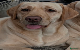 Labrador Retriever dogs for sale: Golden/Yellow Labrador retriever Puppies - Image 13