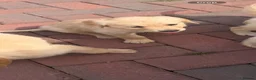 Golden Retriever dogs for sale: Kc registered golden retriever  in Livingston - Advert 4