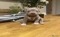 Mixed Breed dogs for sale: 9 Gorgeous pups looking for their forever home - Image 34