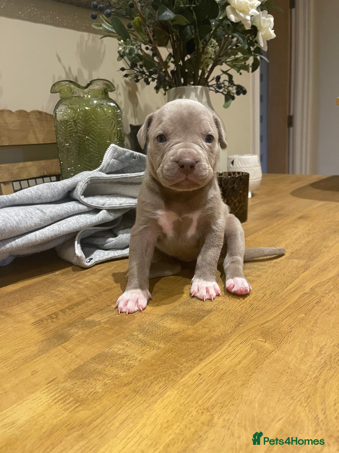 Mixed Breed dogs for sale: 9 Gorgeous pups looking for their forever home - Image 34