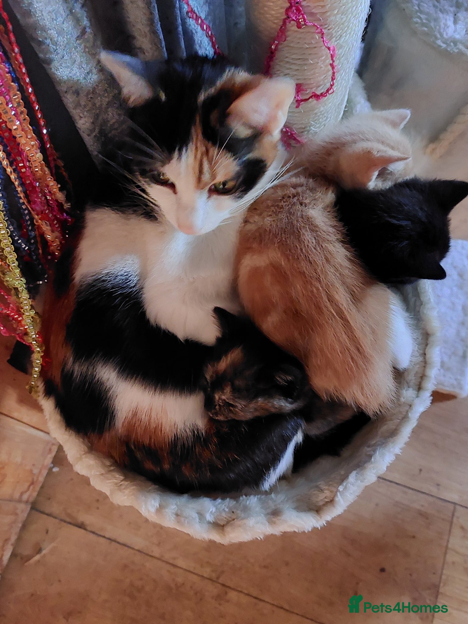 Mixed Breed cats 4 babies - Advert 1