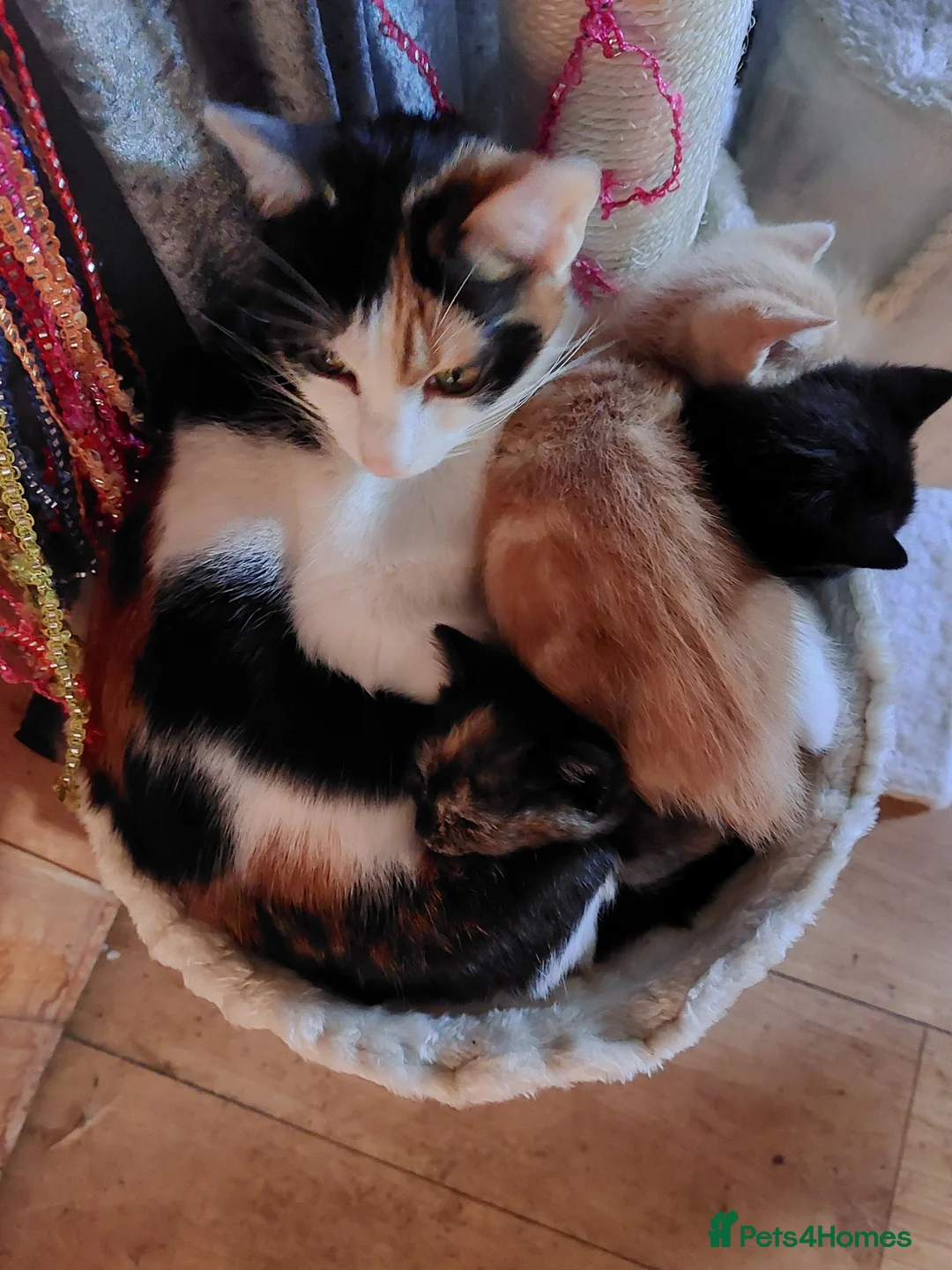 Mixed Breed cats for sale: 4 babies - Advert 1