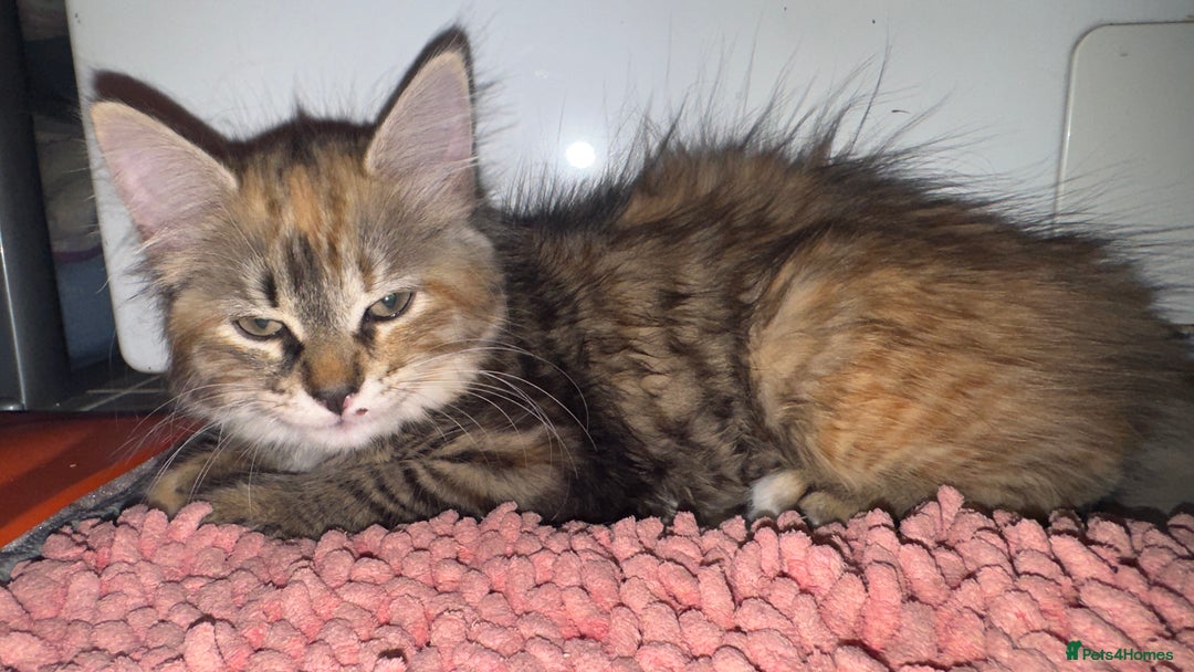 Mixed Breed cats for sale: STUNNING MULTICOLOURED KITTEN !!! - Image 3