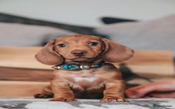 Miniature Dachshund dogs for sale: 5 STAR LICENSED - CEZARBLUE SMOOTH KC MINIATURES  - Image 10