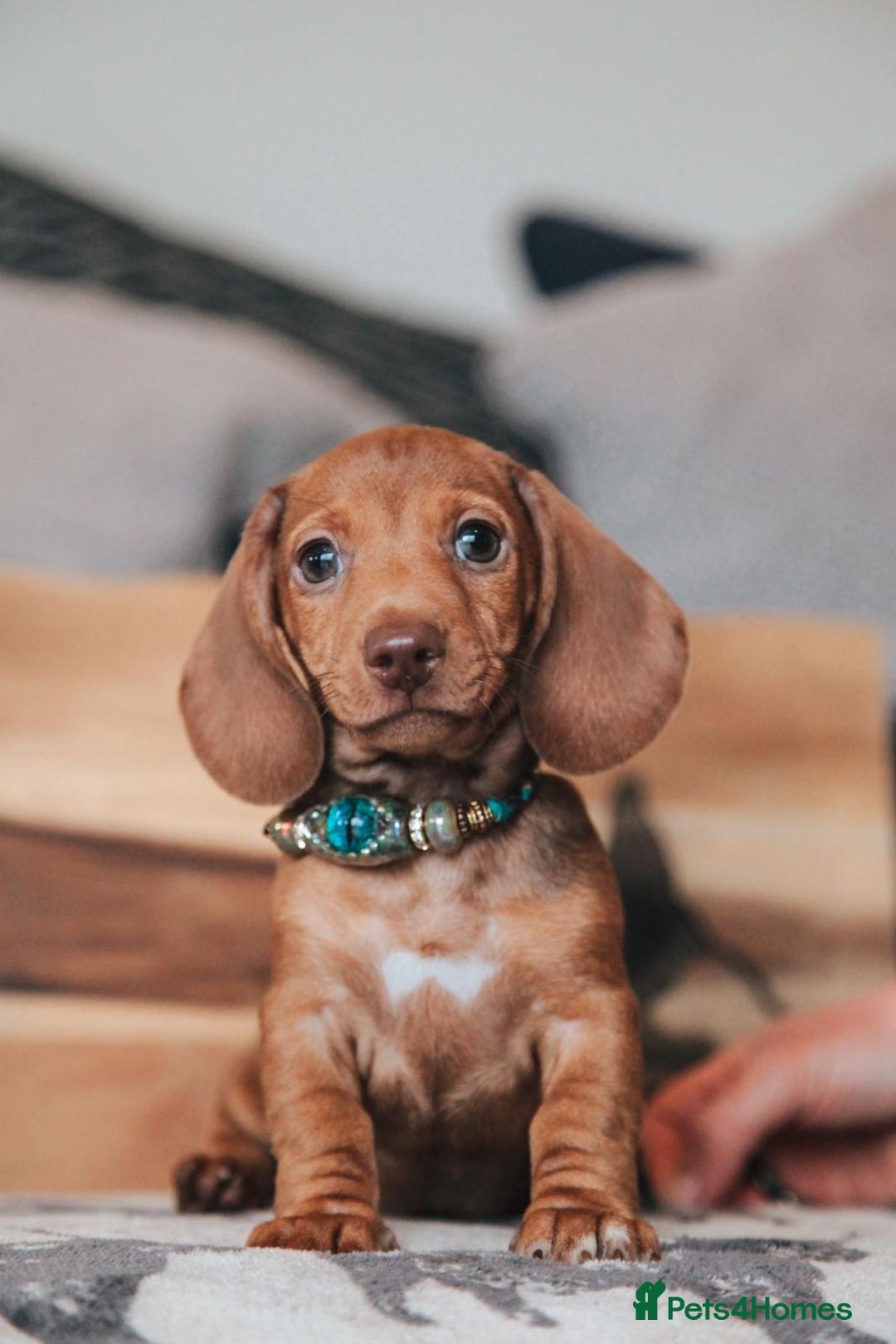 Miniature Dachshund dogs for sale: 5 STAR LICENSED - CEZARBLUE SMOOTH KC MINIATURES  - Image 10