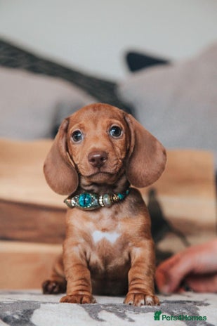 Miniature Dachshund dogs - Advert 9