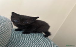 British Shorthair cats for sale: 1 Gorgeous Black kitten Remaining - Image 1