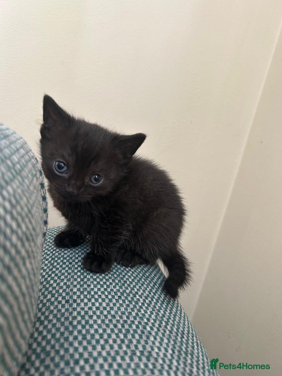 British Shorthair cats for sale: 1 Gorgeous Black kitten Remaining - Image 1