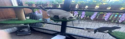 British Shorthair cats for sale: Beautiful BSH kittens 😍 - Advert 4