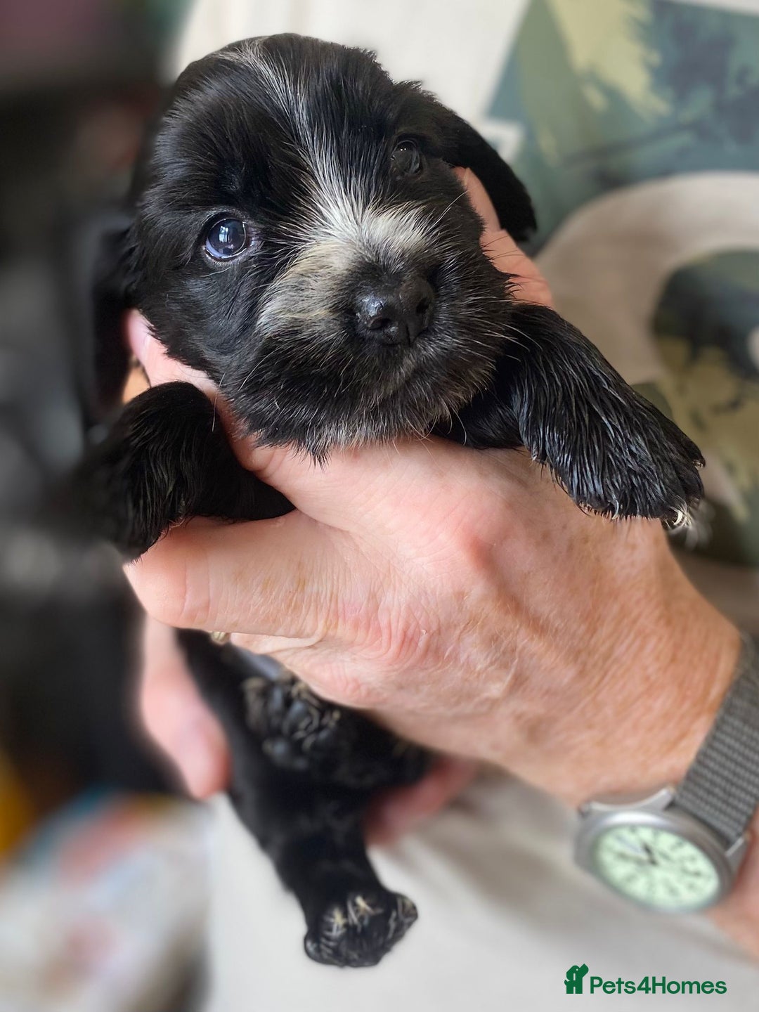 Cocker Spaniel dogs for sale: Stunning KC Reg Cocker Spaniel Pups Choco/Black - Image 6