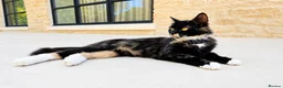 Mixed Breed cats for sale: Beautiful Turkish Angora Mix Kittens in Lincoln - Advert 11