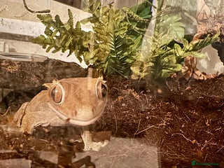 Gecko reptiles Crested gecko (currently reserved) - Advert 2