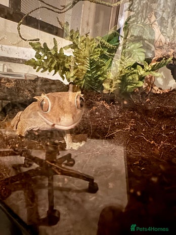 Gecko reptiles Crested gecko (currently reserved) - Advert 2
