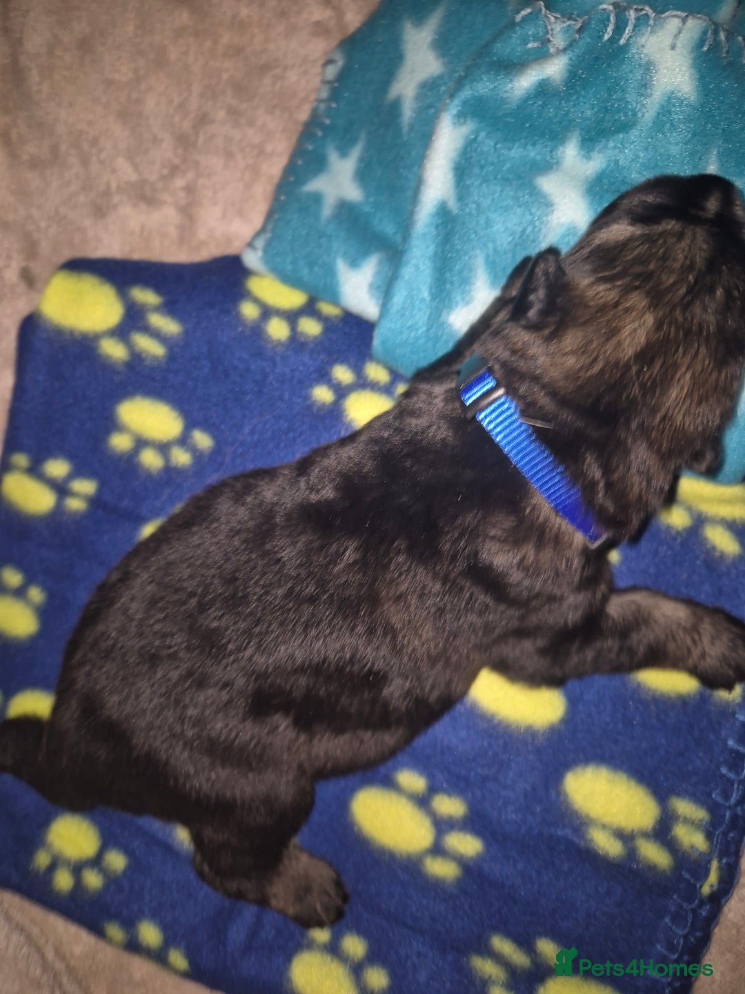 German Shepherd dogs for sale: German shepherd  - Advert 3