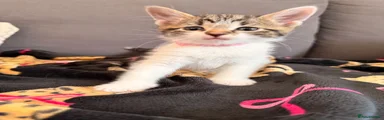 Kitten 7 baby pink girl 