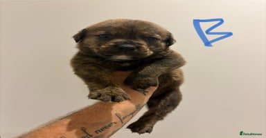 Mixed Breed dogs - Advert 16