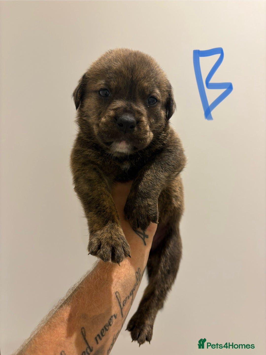 Mixed Breed dogs for sale: Rottweiler X Olde Tyme bulldog (Bullweilers)  - Image 2