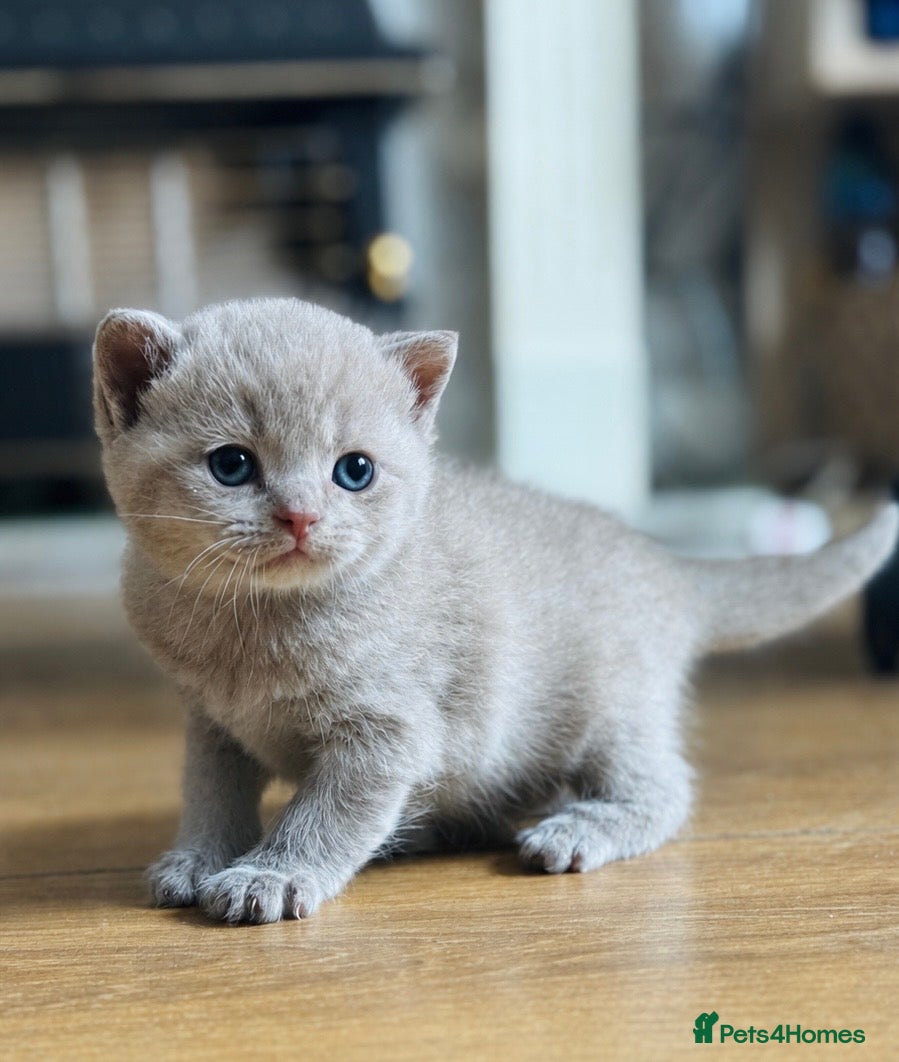 British Shorthair cats British Shorthair adorable Kittens Available 🤗 - Advert 5
