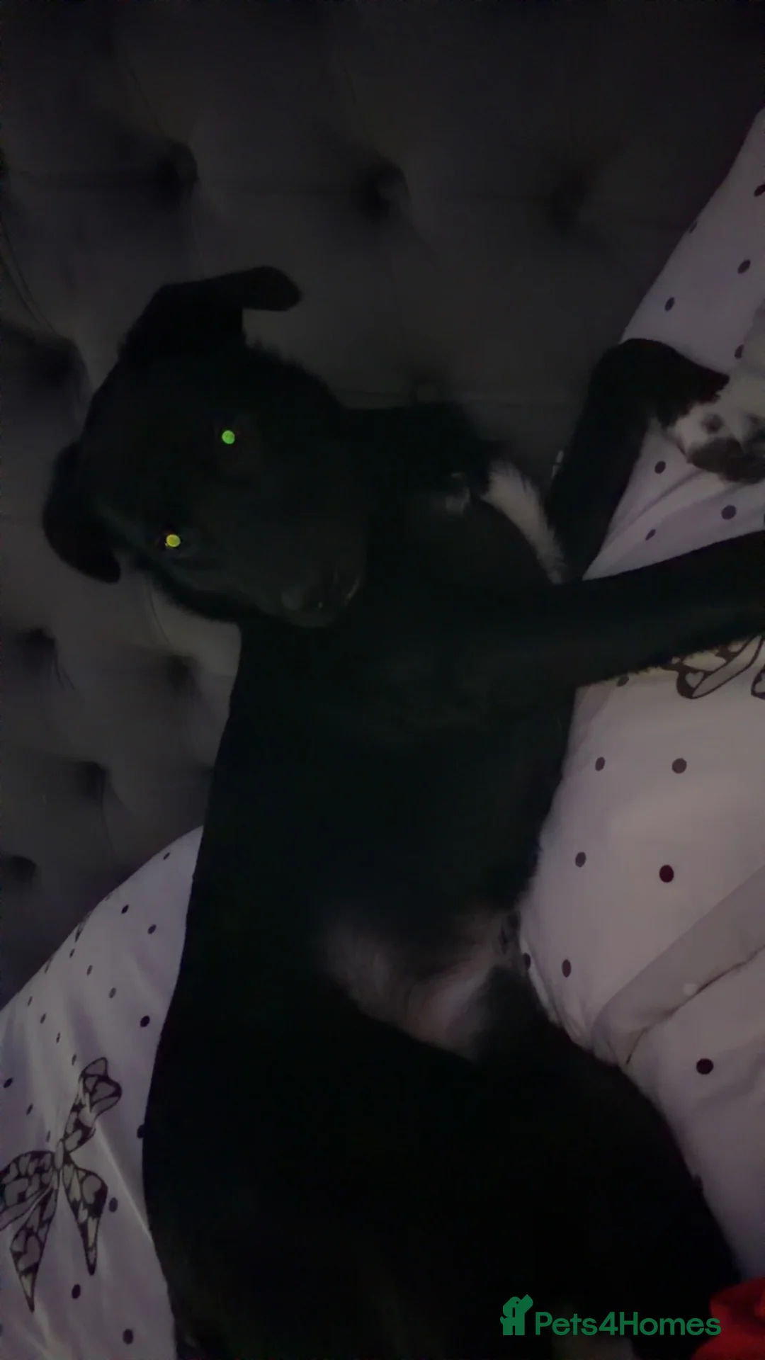 Borador dogs for adoption: Borador - Advert 2