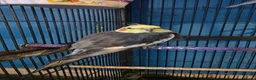 Cockatiels birds for sale: Male cockatiel - Advert 4