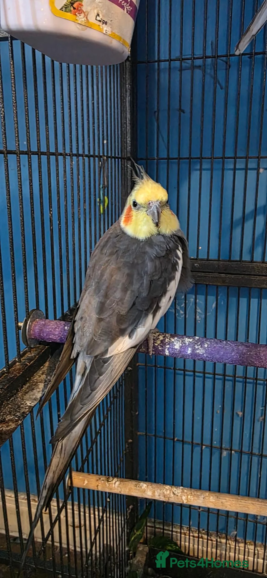 Cockatiels birds for sale: Male cockatiel - Advert 4