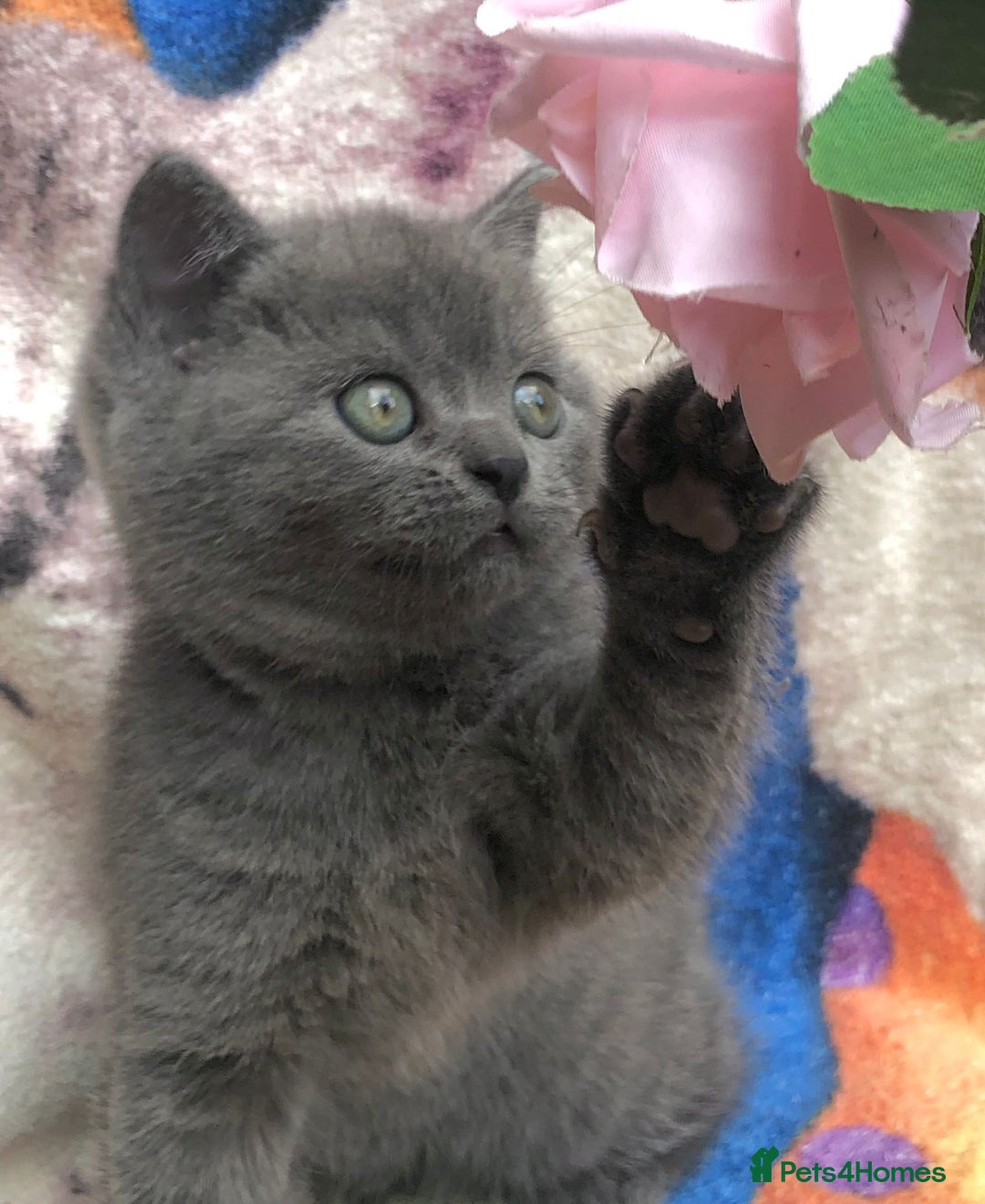 British Shorthair cats for sale: Adorable BSH Blue kittens  - Image 2
