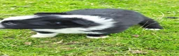 Border Collie dogs for sale: Specialist Bred Border Collie Pups Merle - Advert 12