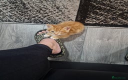 Mixed Breed cats for sale: Ginger kittens - Image 2