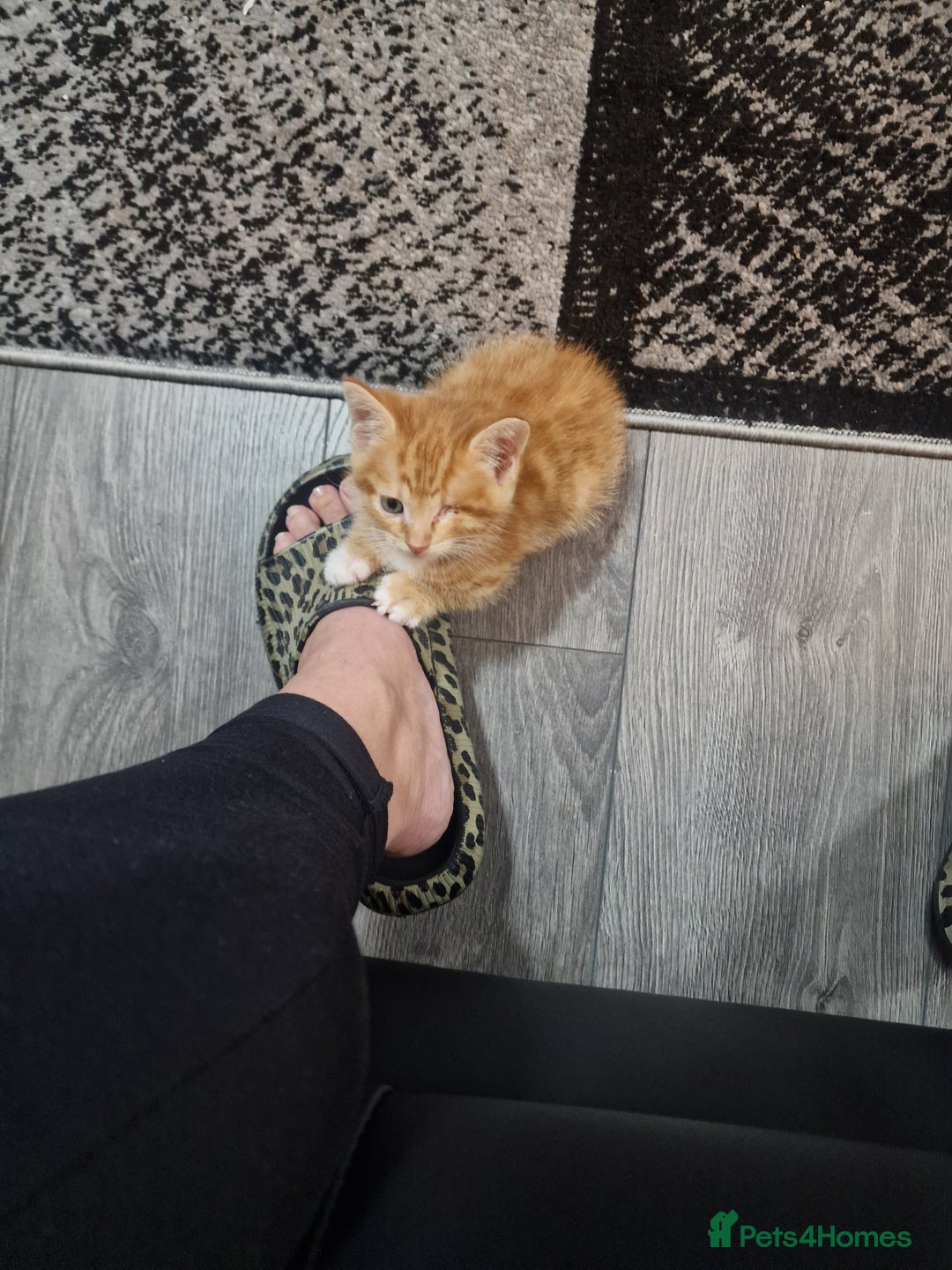 Mixed Breed cats for sale: Ginger kittens - Image 2
