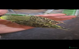 Budgerigars birds for sale: Tame baby budgies  - Image 3
