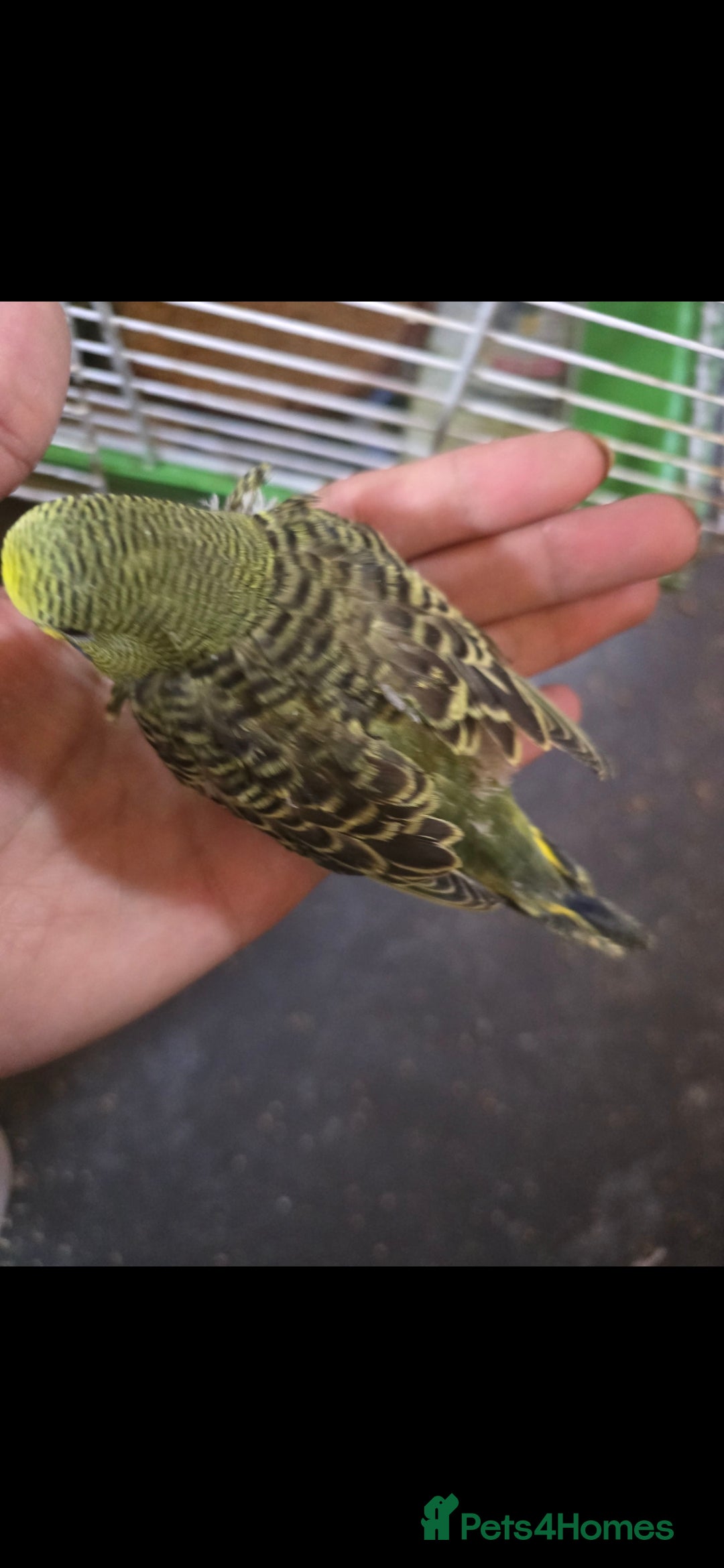 Budgerigars birds for sale: Tame baby budgies  - Image 3