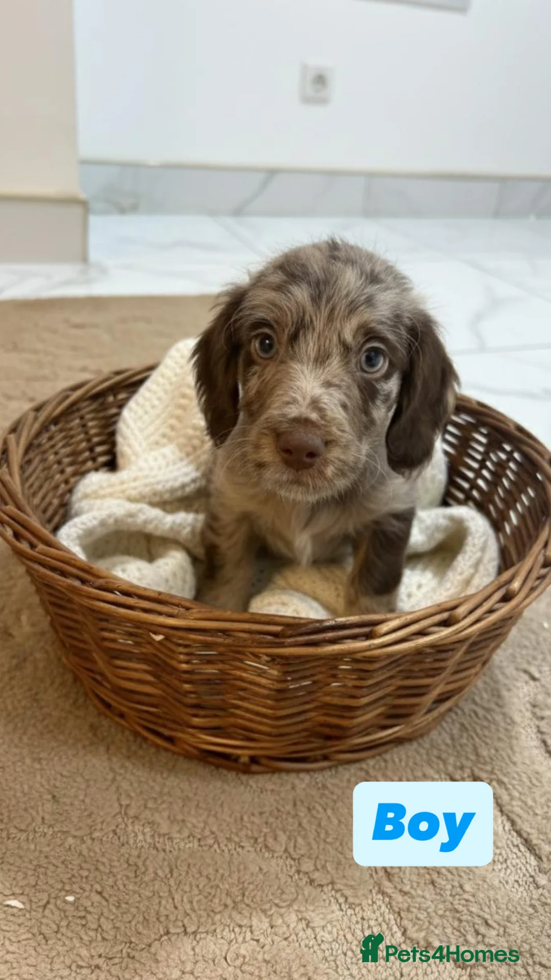 Labradoodle dogs for sale: Labradoodle puppies  - Advert 8