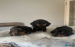 Miniature Dachshund dogs for sale: Miniature dachshund girl puppy  - Image 1