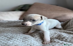 Whippet dogs for sale: 🏆KC Whippet Puppies - Gentle, Elegant & Loving🏆 - Image 3